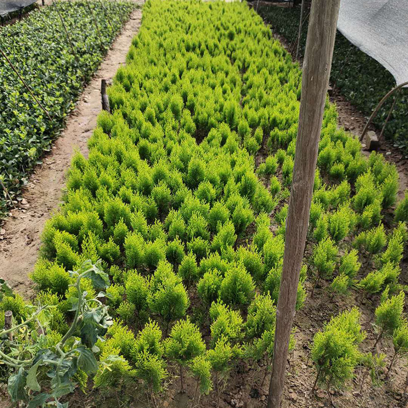 彩色树种种树四季常青常青松松柏苗木室内外盆栽行道树