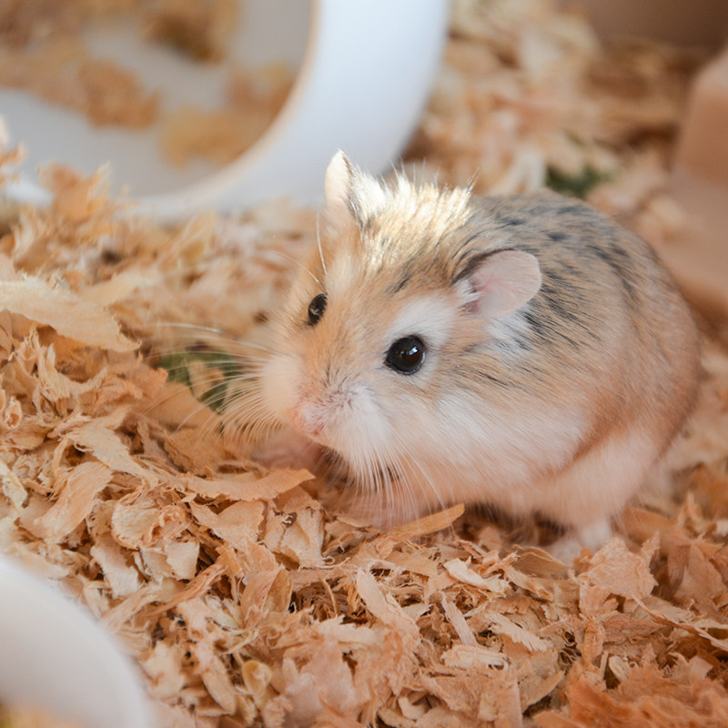 330仓鼠馆 仓鼠宝宝宠物仓鼠老公公老婆婆仓鼠物萌宠小仓鼠用品