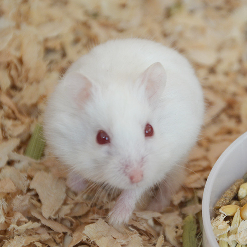 全国发包活小宠物仓鼠活物仓鼠活体一线雪球仓鼠纯白仓鼠