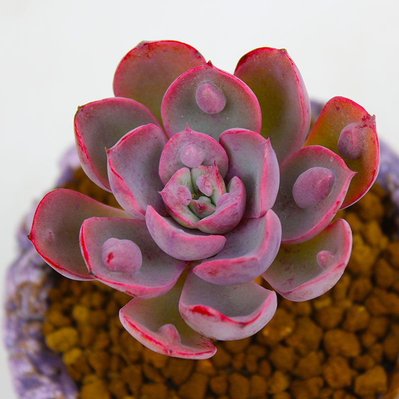 多肉植物黑莓雅典娜雨滴老桩初吻草莓办公室盆栽多肉植物