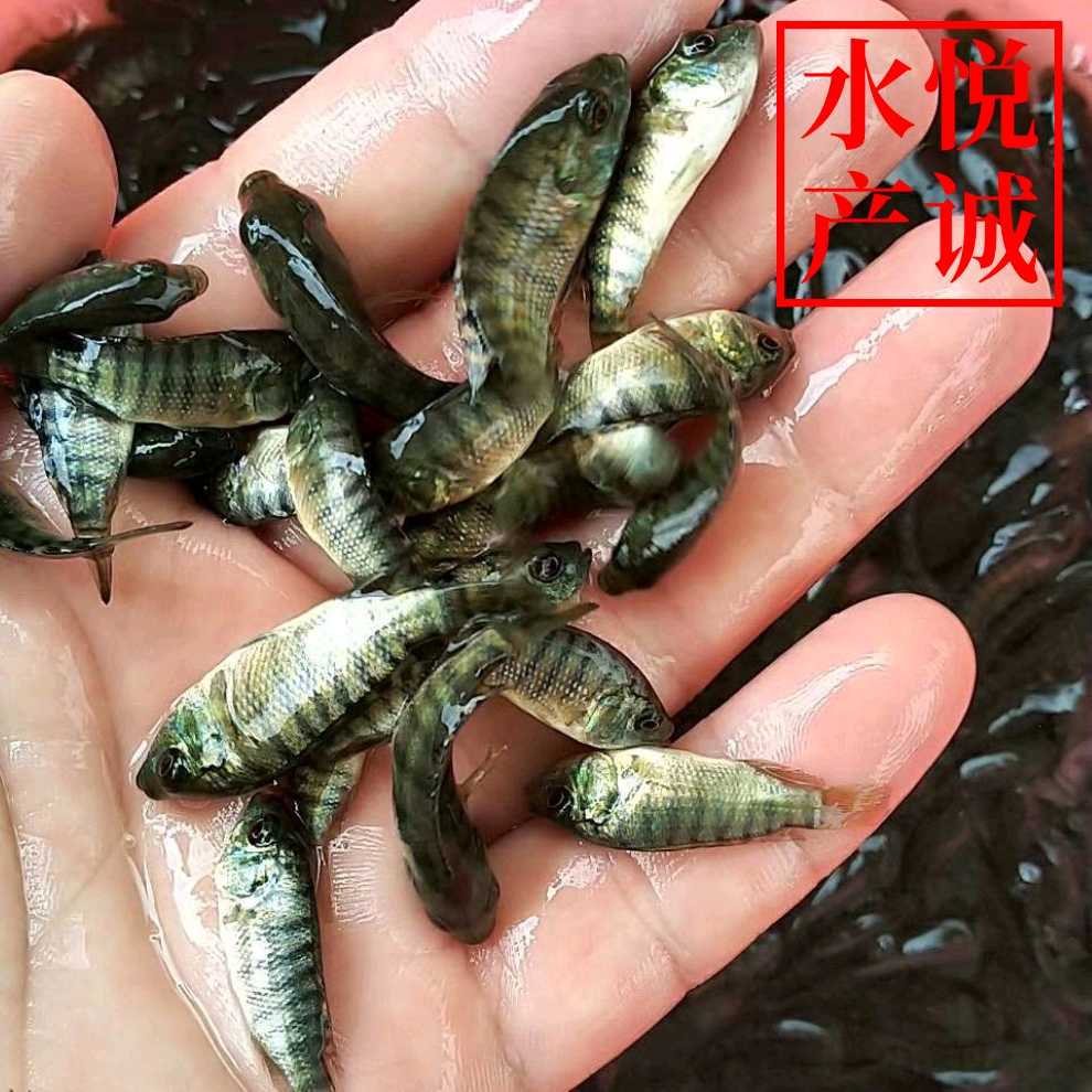鱼苗罗非罗非鱼特大福寿福寿鱼脆肉鱼塘专养鱼