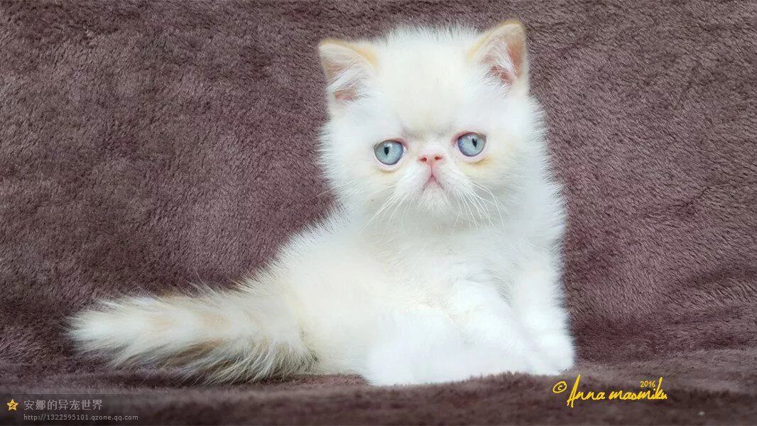 cfa血统纯种异短加菲宠物稀有有的重点火焰猫咪