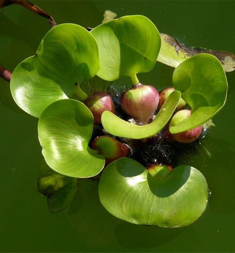 水芙蓉植物浮萍水葫芦水生生水养水浮莲苗水鱼缸水草