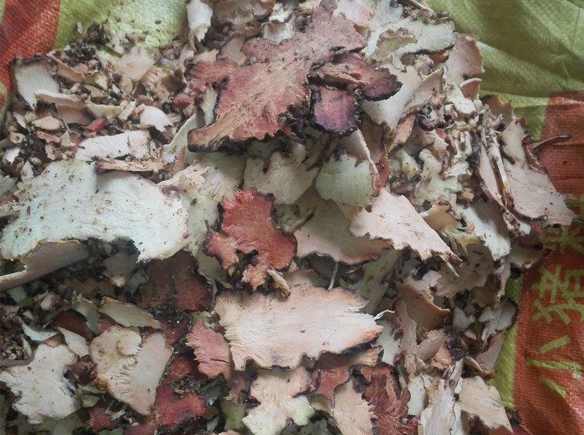 广西深山老林野生新鲜菝葜铁刺苓金刚刺可切片2斤包邮