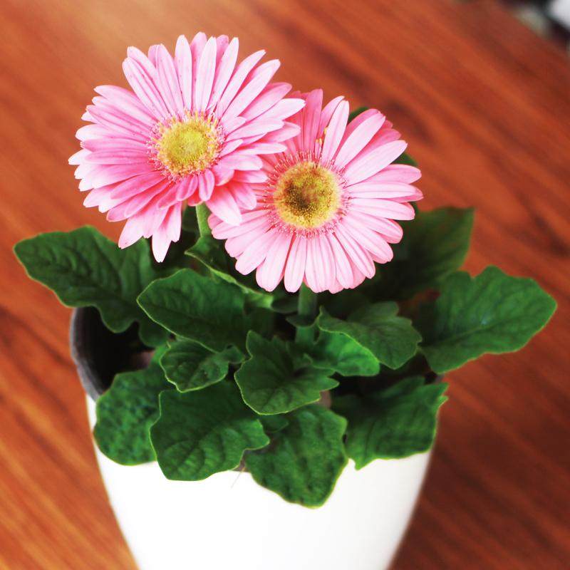 盆栽非洲菊花苞扶郎花盆阳台办公室植物花卉易活花卉