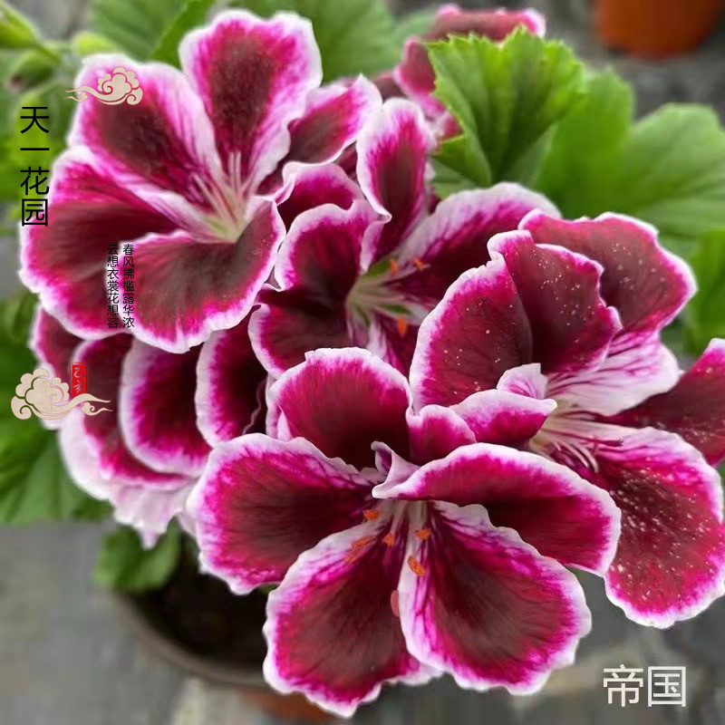 蝴蝶梅大天竺盆栽花苗花苞发货四季开花庭院花卉