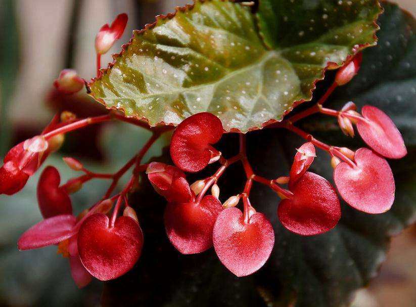 竹节海棠花盆栽包邮大叶斑点四季斑叶秋海棠花卉花卉