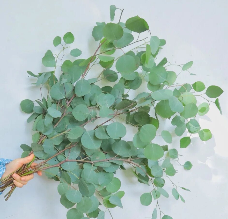 云南柳叶叶配叶支细叶单支多尤加利叶小叶大叶小叶昆明鲜花速递同城