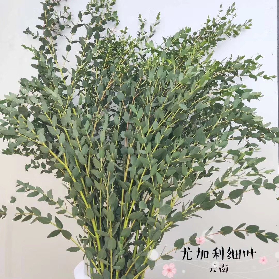 云南柳叶叶配叶支细叶单支多尤加利叶小叶大叶小叶昆明鲜花速递同城