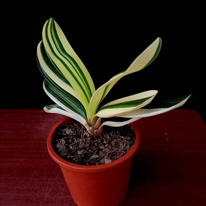 精品覆轮绿植盆栽包邮净化空气君子兰金边佛光金丝彩时令草本花卉