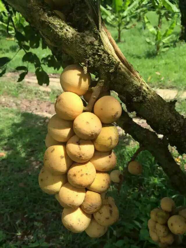 泰国龙宫枇杷新鲜水果爱情皇妃爱吃椰色3斤枇杷