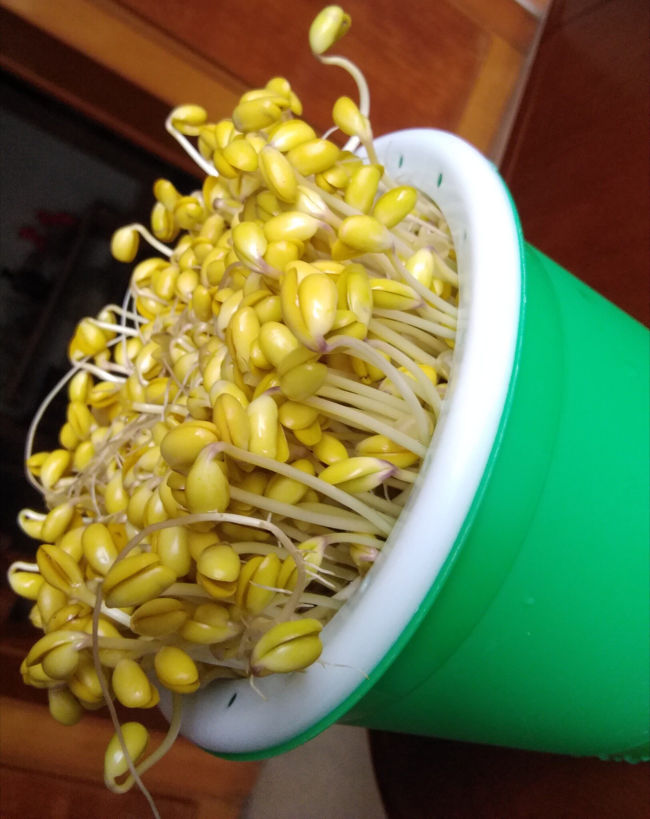 豆芽种子专用黄豆绿豆小粒黑豆菜种芽苗菜无土家庭园艺种子