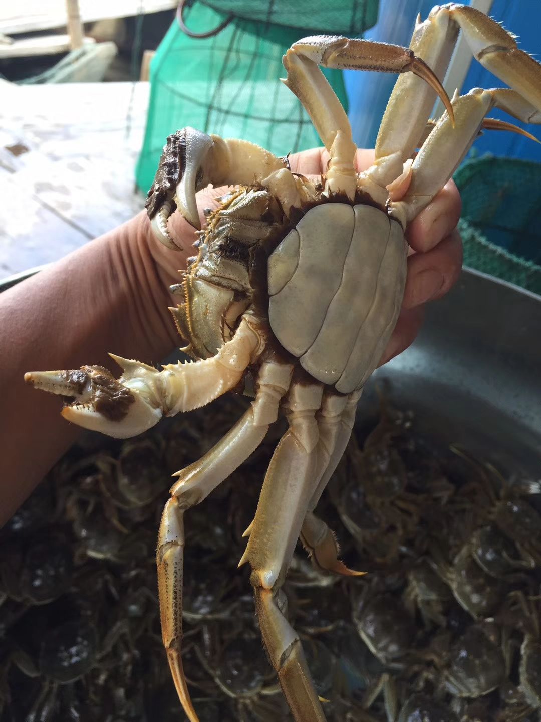 私人定制鲜活大闸蟹公母喜事酒席大批量宴会尾牙宴水产大蟹链接