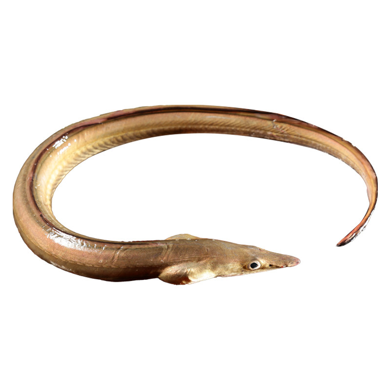 鳗鱼新鲜活鲜活野生现捕海连云港海鲜水产1条约78两拍鳗鱼