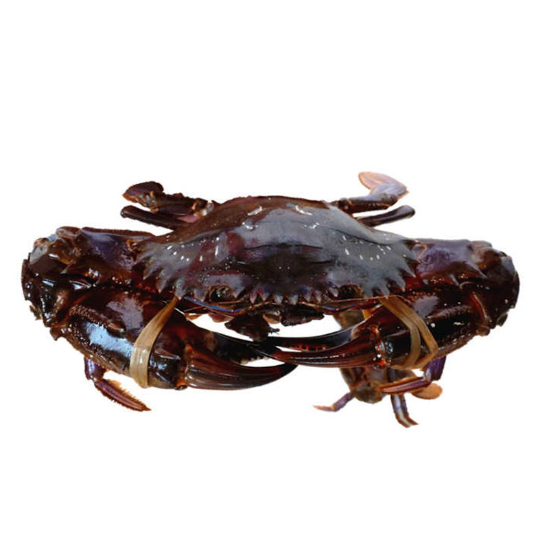 野生大红鲜活赤甲螃蟹新鲜石夹红火燎蟹海蟹其它