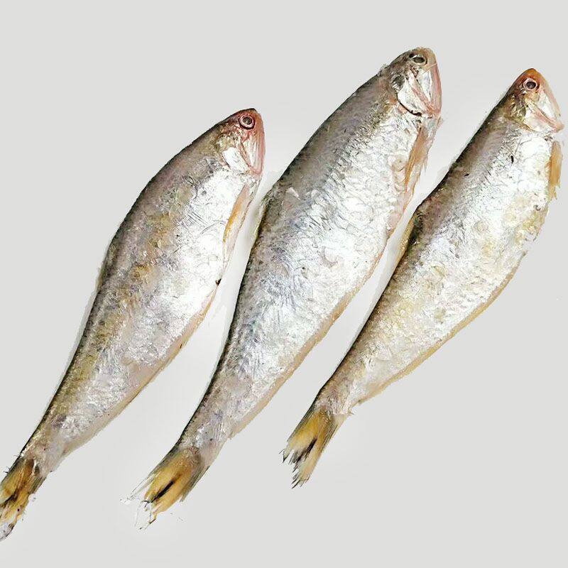 新鲜鱼油子鱼海海鱼马口尖子毛扣野生黄尖子子鱼其它