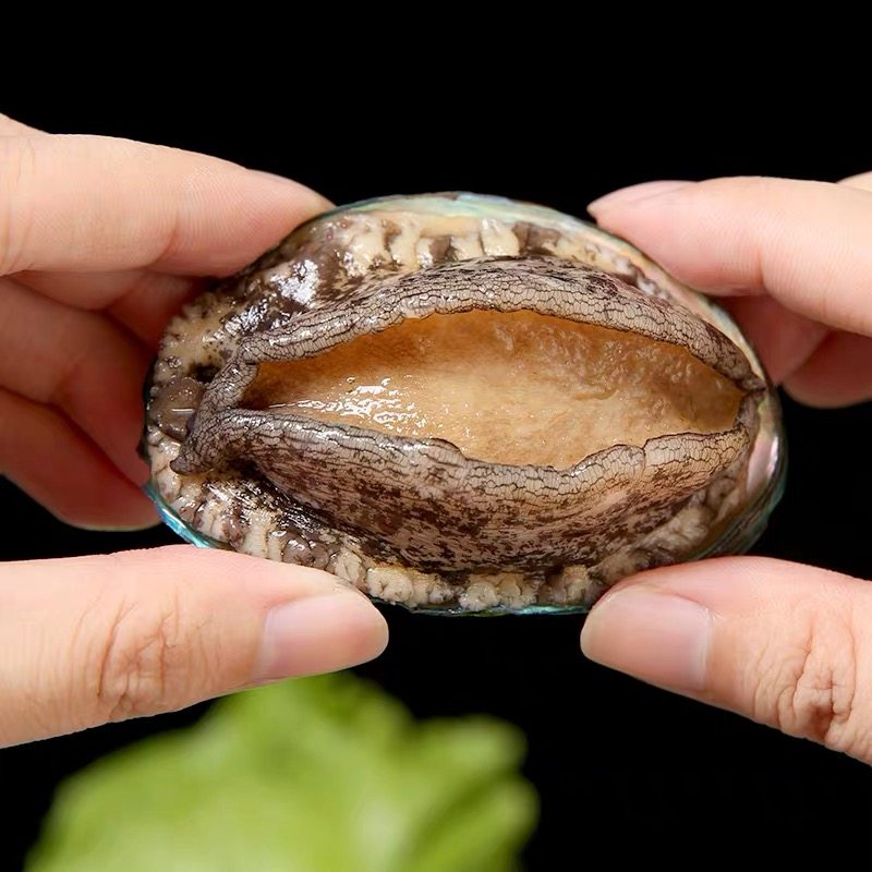 鲍鱼鲜活新鲜野生即食1012头包邮海鲜水产贝类鲍鱼