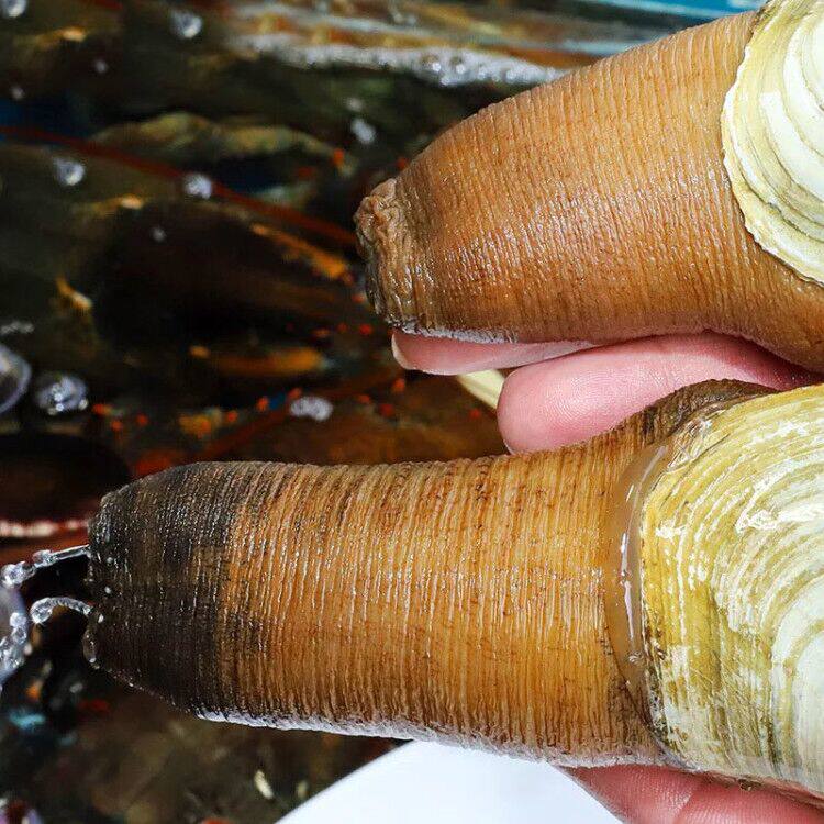 鲜活象拔蚌新鲜野生象鼻海鲜水产即食刺身酒店象拔蚌