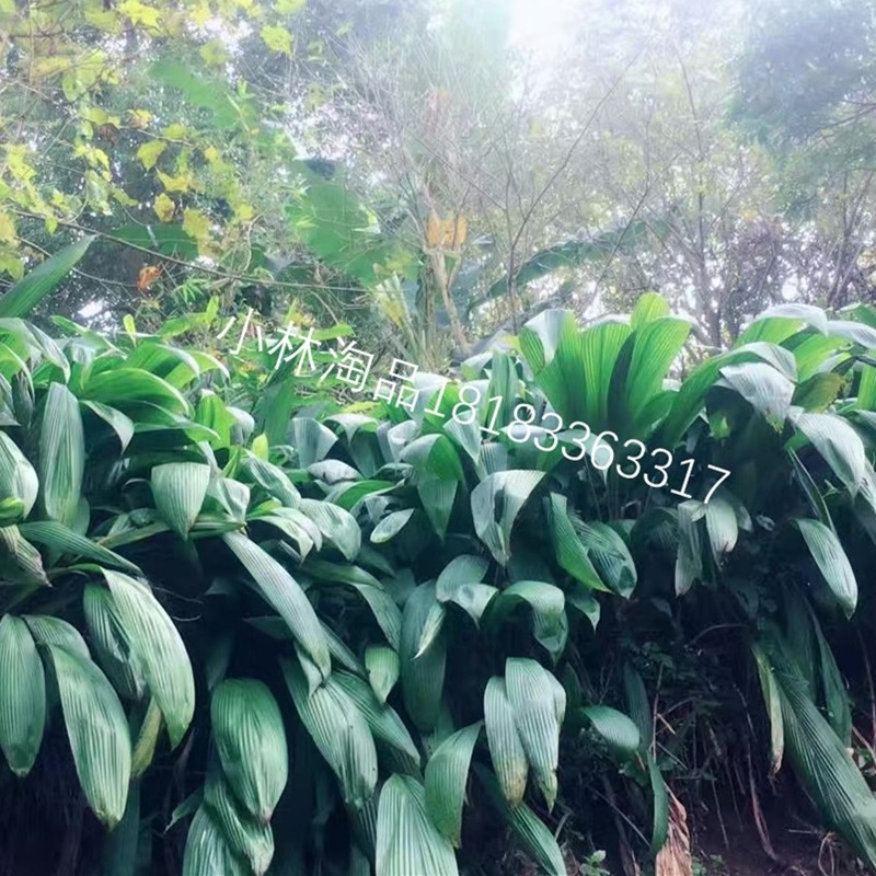 粑叶小林淘品新鲜叶儿粑泡四川乐山大叶仙茅船叶菜类