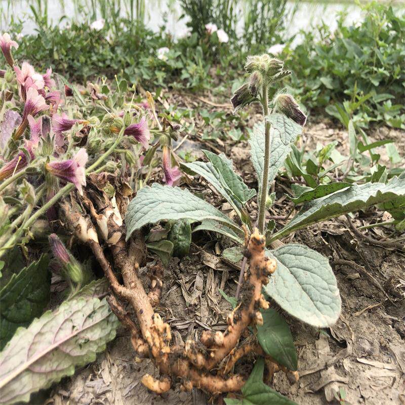 地黄山东5斤包邮新鲜野生整颗地髓生包邮非中药材其它