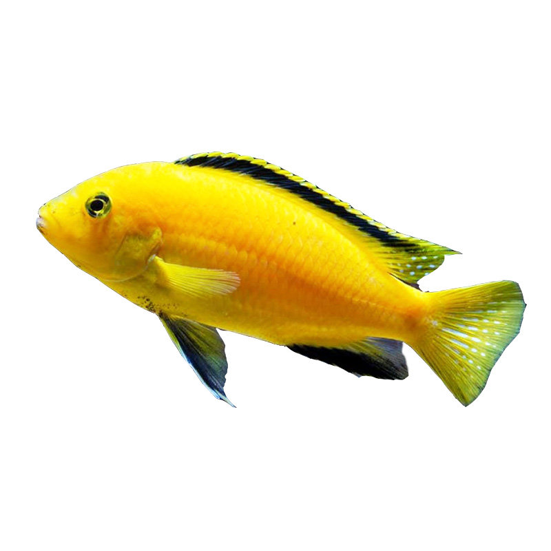 三湖慈鲷鱼马属孔雀类发色公鱼合集热带鱼淡水鱼鱼