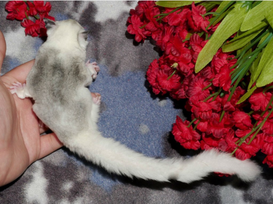 马赛克澳洲纯种蜜袋鼯宝宝宠物蜜袋鼠异宠活体蜜袋鼬幼崽变异特殊