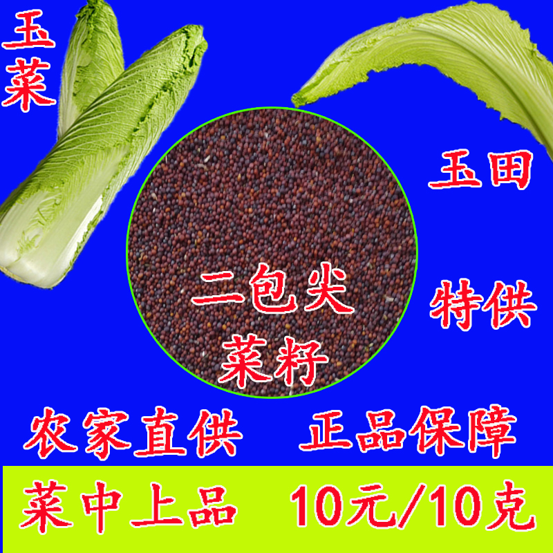 2019年玉田二包尖白菜籽种子老品种干白菜可自留种青邦包尖白菜