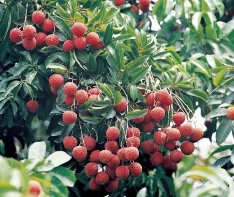 隆安土特产农家自产纯天然荔枝土蜂蜜花蜜