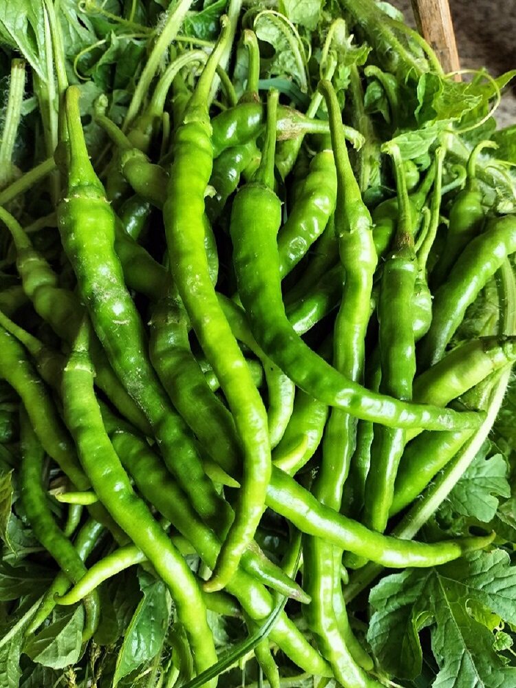 本地辣椒江西宜春万载青椒保鲜1斤包邮辣椒