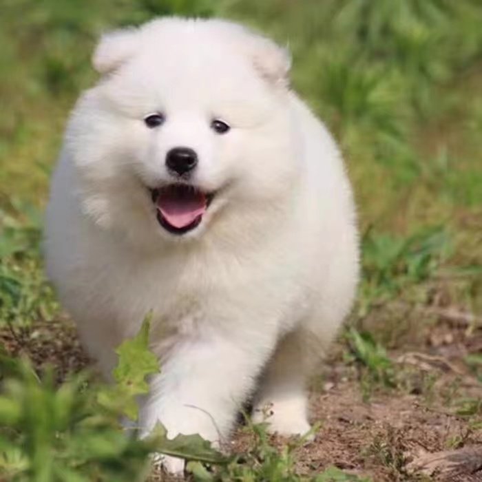 萨摩纯种耶幼活体微笑天使雪橇犬熊版双眼皮宠物狗狗狗