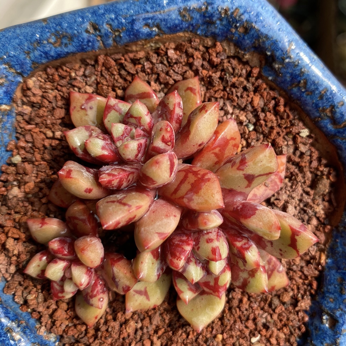 雪燕多肉 血燕 趣味多肉血滴子  稀有 带血斑暗纹 全场19包邮阳台