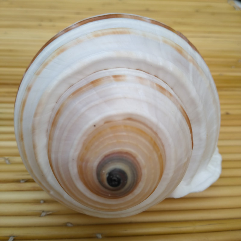 天然海螺贝壳琴螺水族鱼缸造景卷贝繁殖寄居海螺