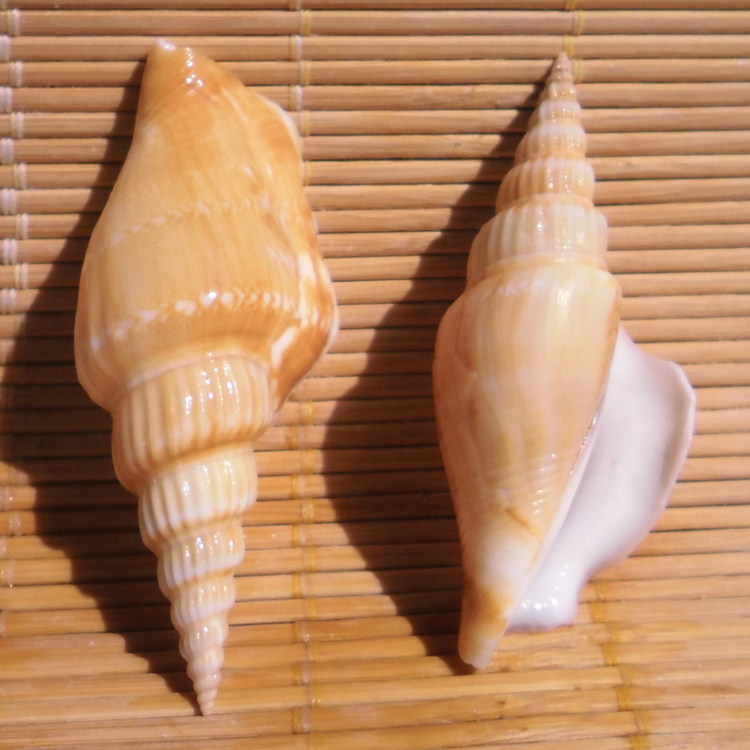 天然海螺贝壳金斧螺斧头竹笋凤凰水族鱼缸造景海螺