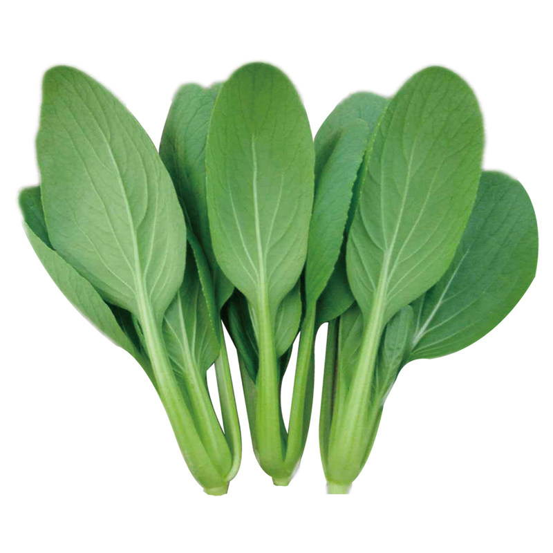 四季蔬菜菜种菜油小白菜小白奶油种子庭院四季青家庭园艺种子