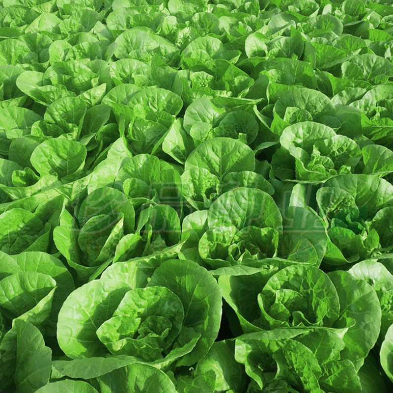 四季蔬菜菜种菜油小白菜小白奶油种子庭院四季青家庭园艺种子