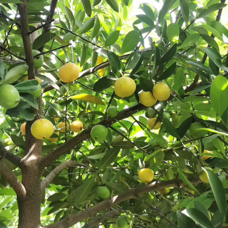 常绿山竹进口泰国树苗无籽广西岭南四季当年果树