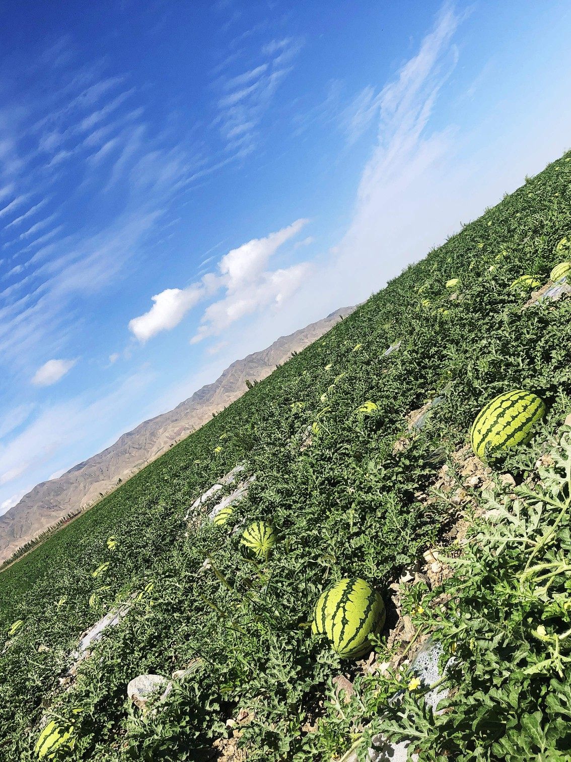 宁夏打包邮现十包一赔中卫防撞新货左右20斤西瓜