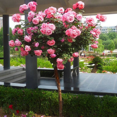 庭院盆栽地栽绿植花卉树形 树桩 树状大花双色月季花苗 高干树苗