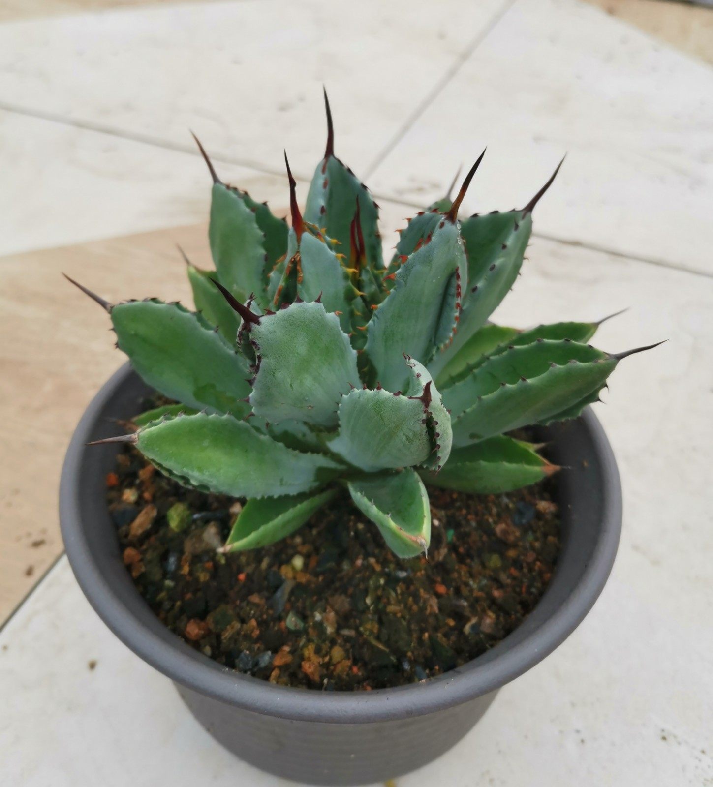 吉祥祥冠植物龙舌多肉盆栽1230厘米阳台多肉植物