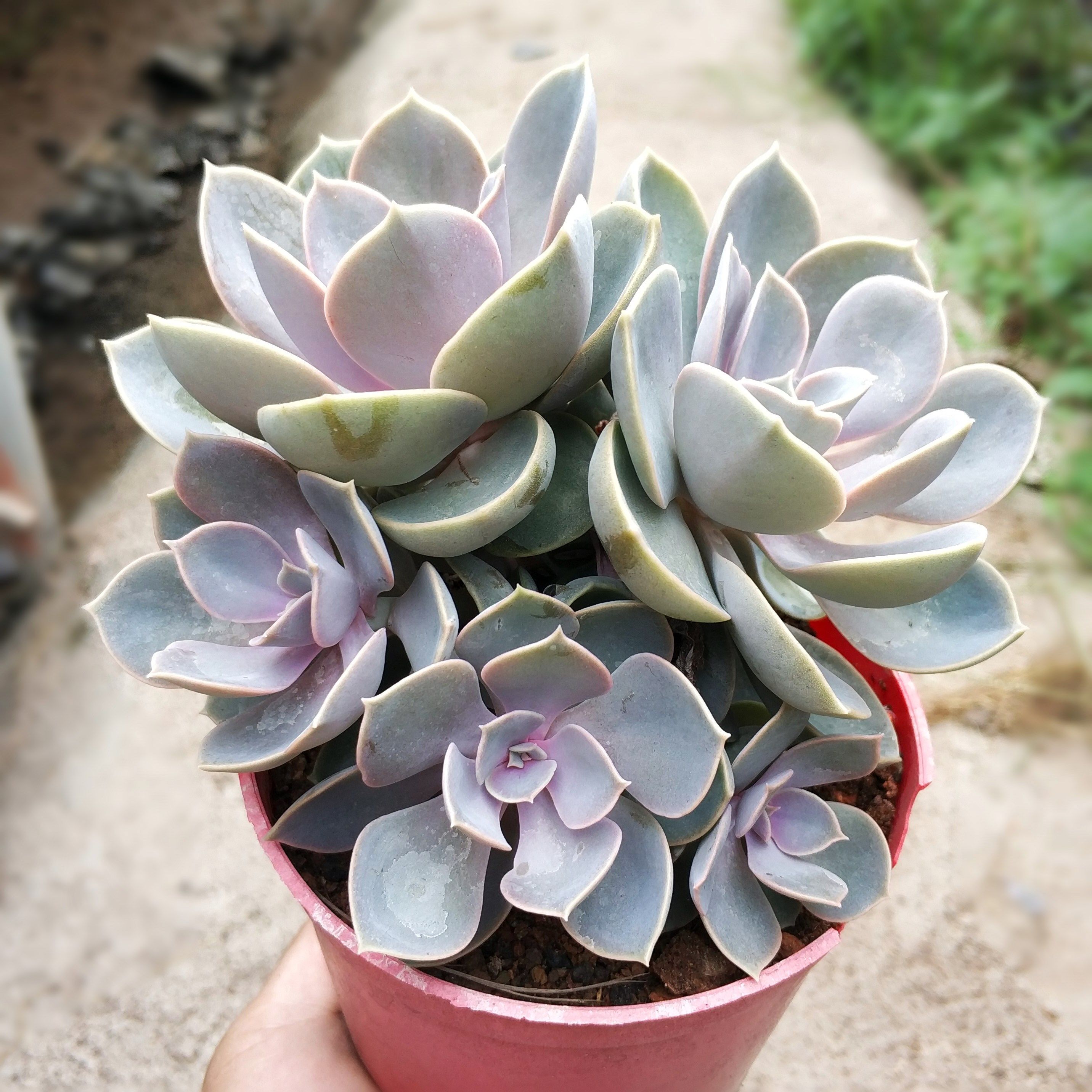 珍珠多头群生多肉植物盆栽精品肉肉大红红心多肉植物