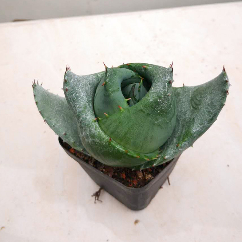 芦荟元宝多肉植物鬼切稀有镇桌面绿植小盆盆栽多肉植物