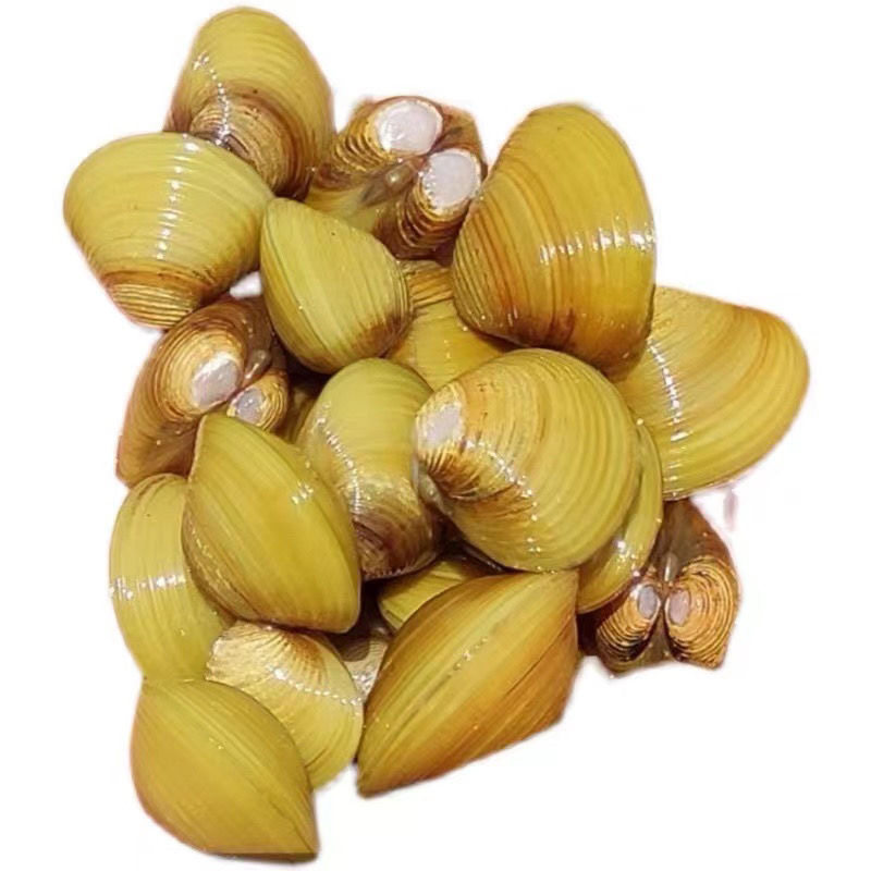 黄金蚬小河蚌溪蚬净水鲜活观赏淡水壳虾鱼缸螺