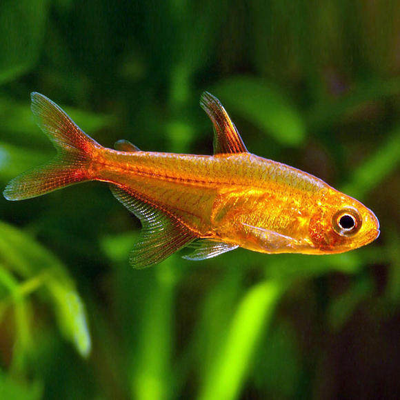 喷火灯 热带鱼观赏鱼活体鱼斑马鱼小型宝莲灯红绿灯群游草缸 灯鱼