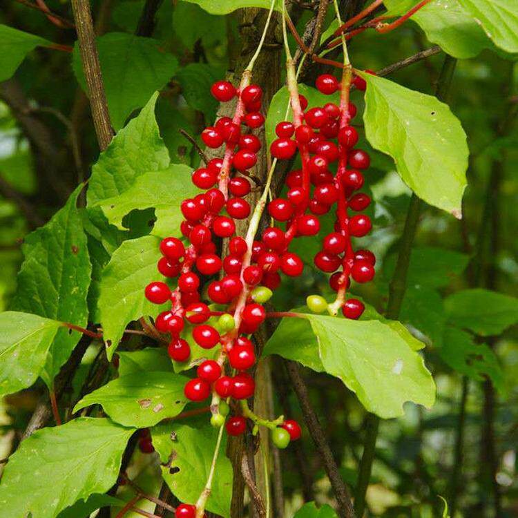 种子五味子滋补肝肾梅子山花花椒壮味散装出售家庭园艺种子