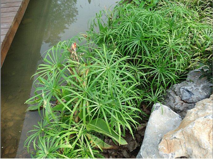 水生风车草盆栽常青四季花卉水棕水竹旱伞起拍绿植