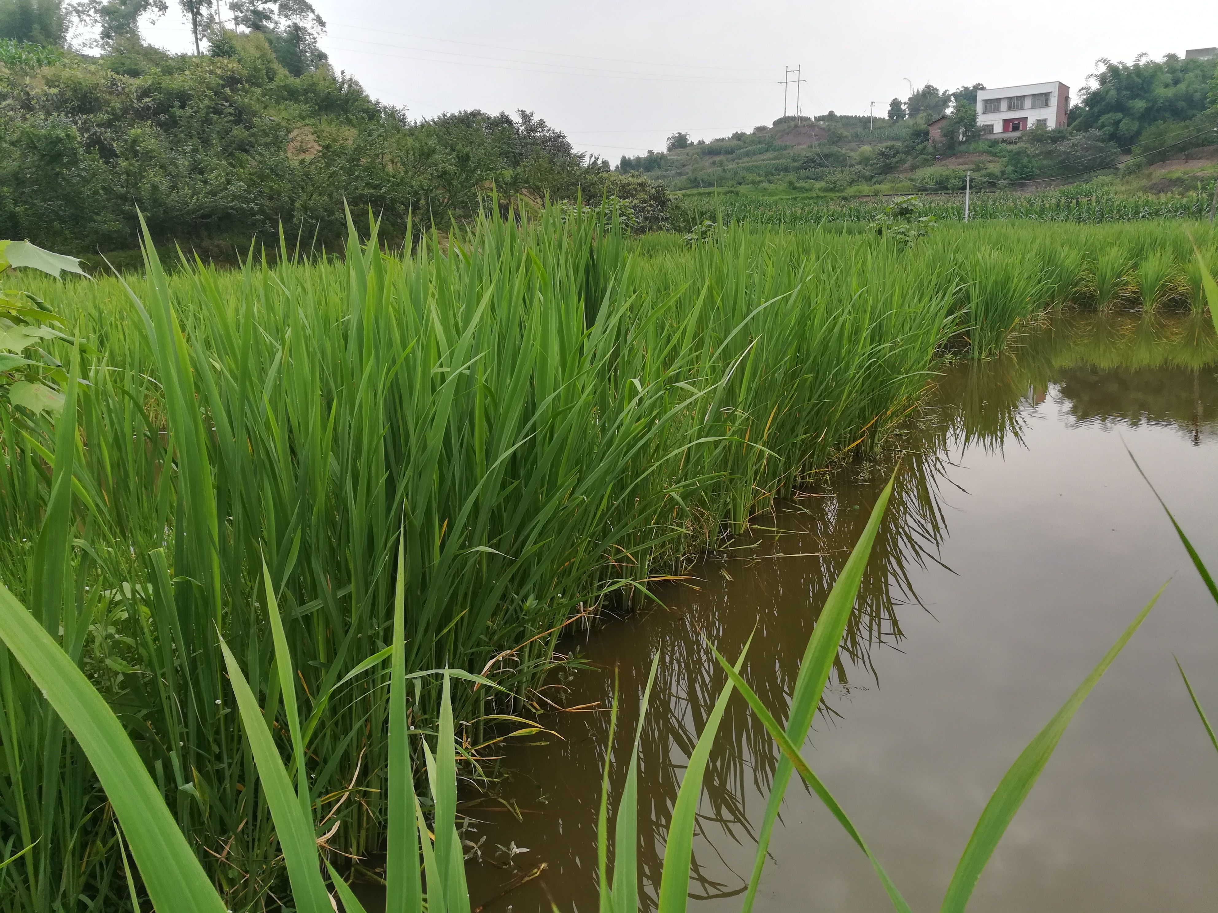 藻类植物自养图片