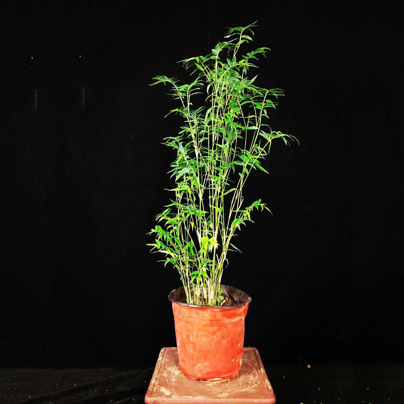 日本翠竹轴力竹日本山野草斑入虎斑风竹米绿植绿植