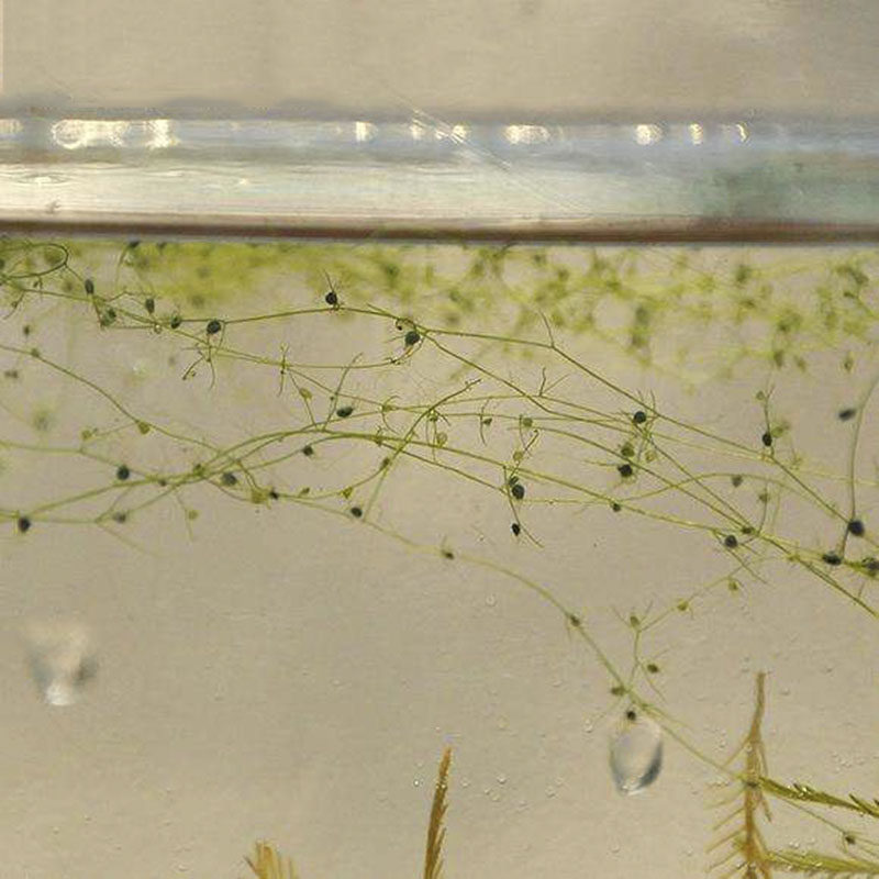 狸藻植物丝叶食虫水生稀有品种虫草鱼缸除虫花卉