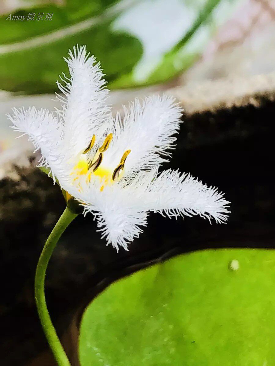 水生植物- 印度荇菜.莕菜(大型 一叶莲)白花荇菜 净化水质 叶莲