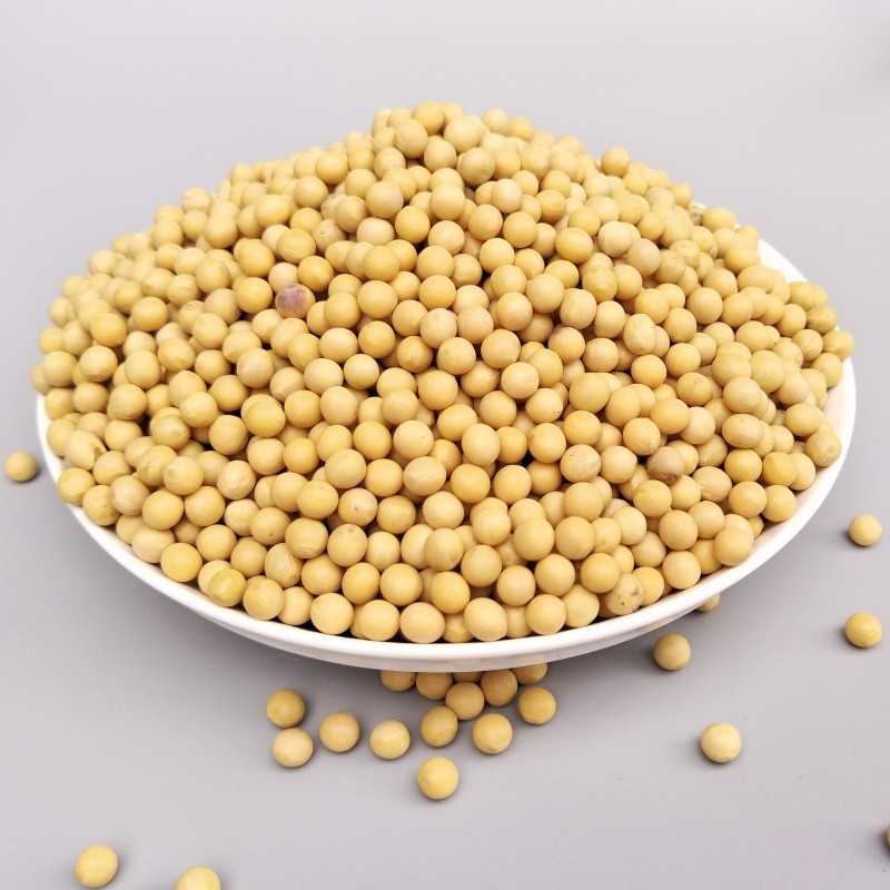黄豆安徽农家自种本地优质豆浆榨油豆芽粗粮黄豆